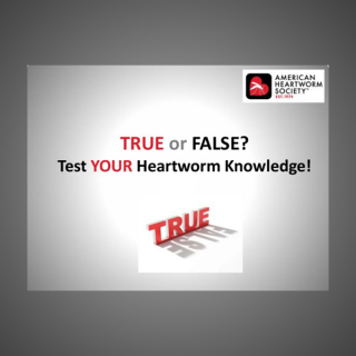 True or False: Test Your Heartworm Knowledge