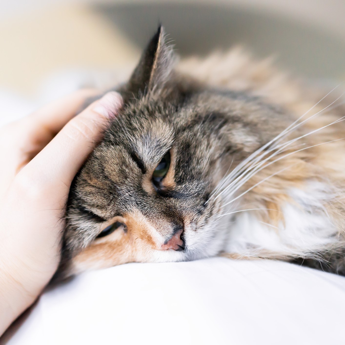 How to Treat Heartworm-Positive Cats