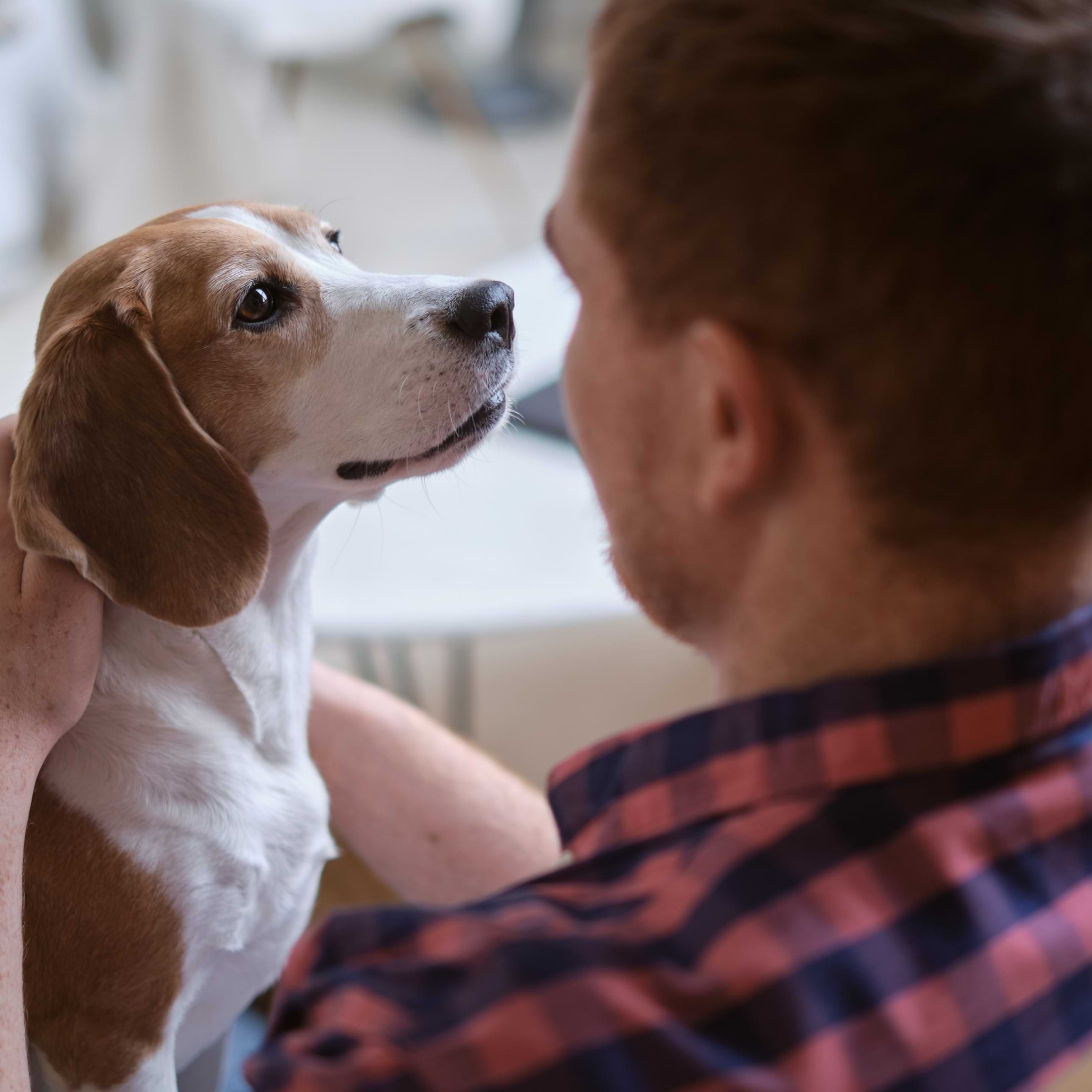 sad dog looking at owner